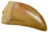 Serrated Carcharodontosaurus Tooth - Real Dinosaur Tooth #311319-1